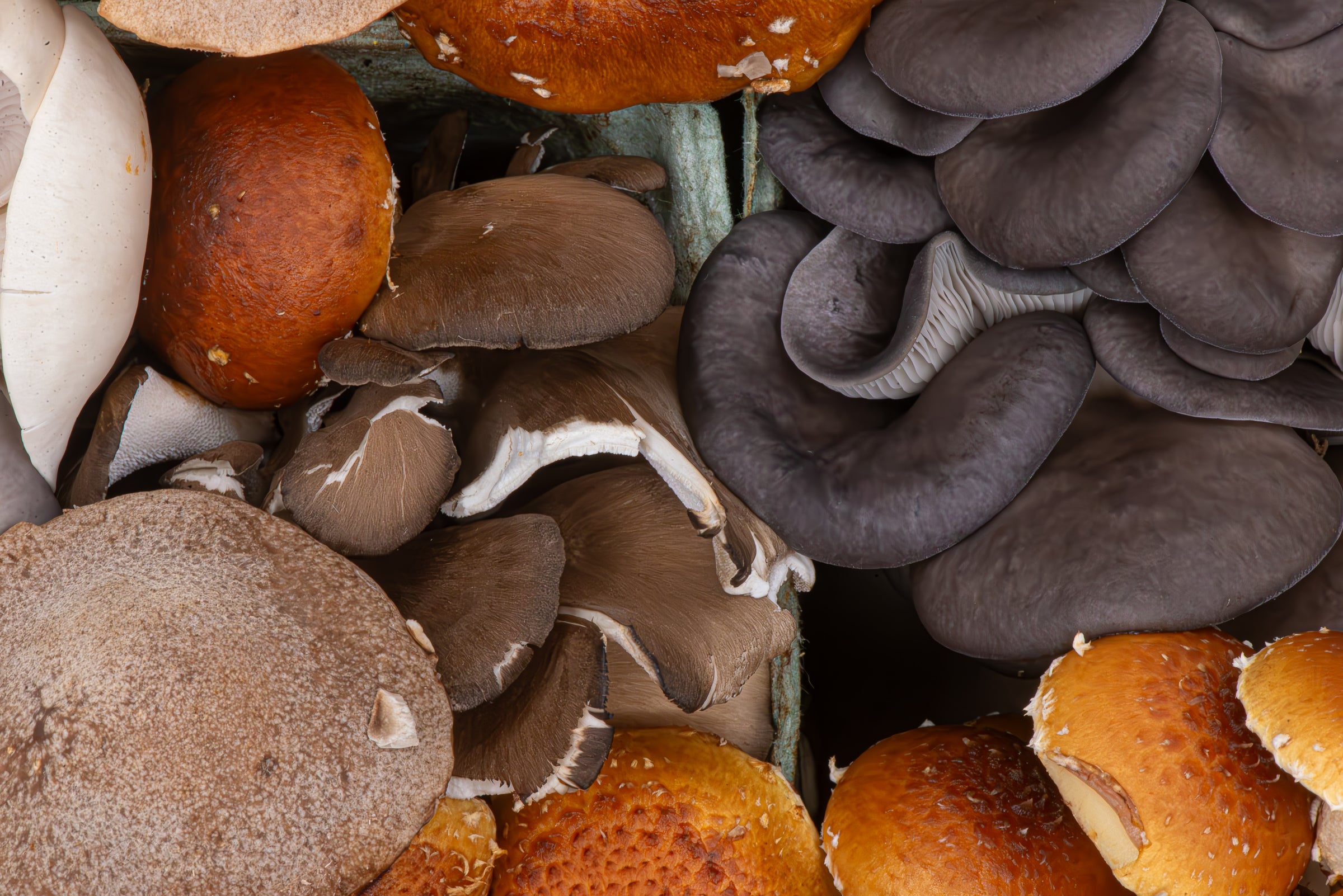 In the Spotlight: Edible Treasures