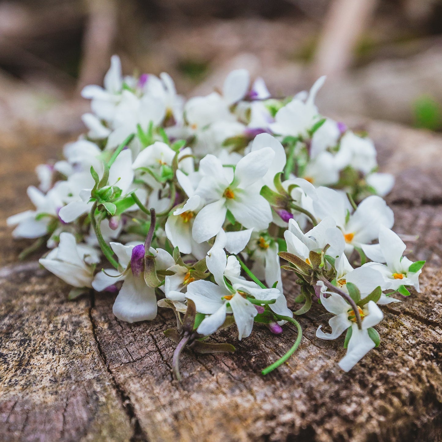 Guided Foraging Walk