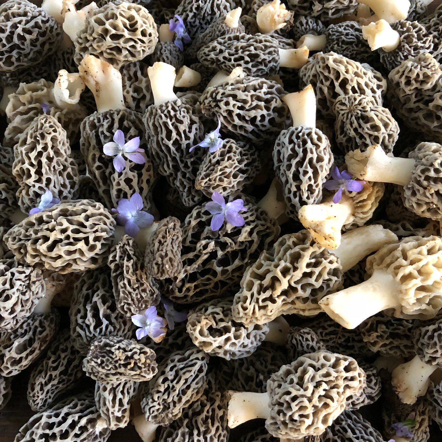 Guided Foraging Walk