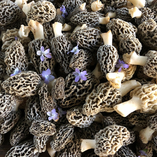 Guided Foraging Walk