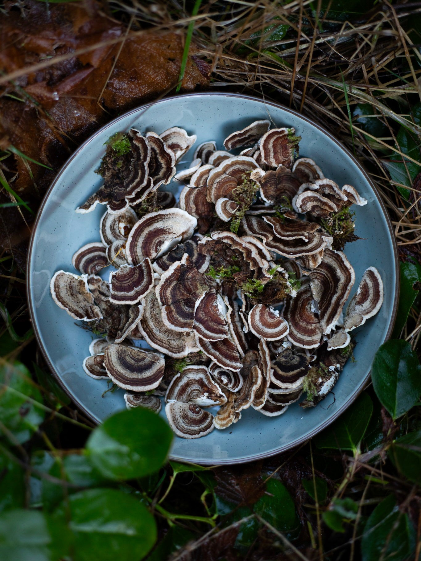 Intro To Medicinal Mushroom Tinctures
