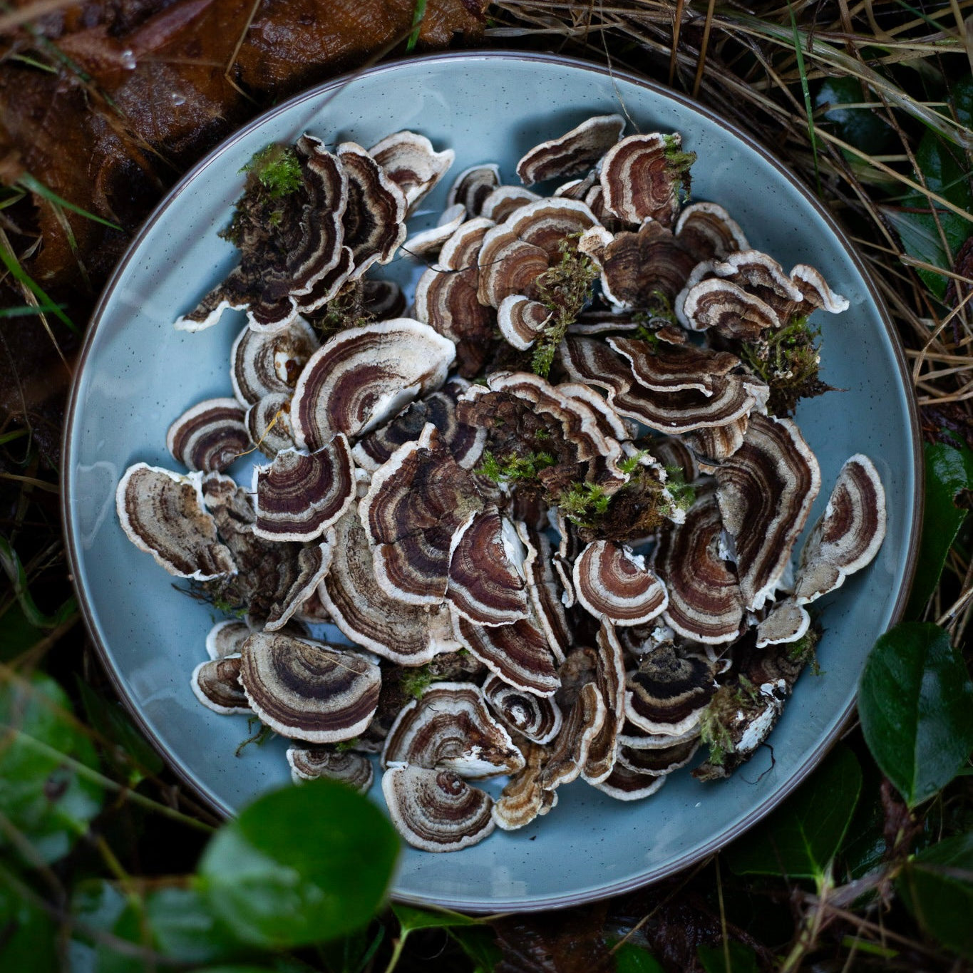Intro to medicinal mushroom tinctures